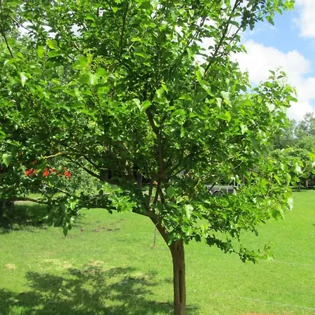 Neuf 150 M2 Devant Un Grand Prive De 2 Hectares Poissonneux Au Milieu Des Bois
