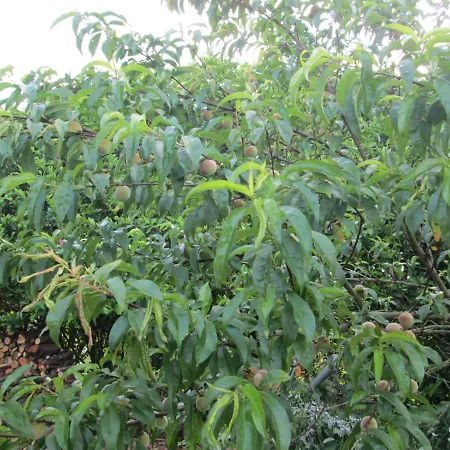 Neuf 150 M2 Devant Un Grand Prive De 2 Hectares Poissonneux Au Milieu Des Bois * Florennes