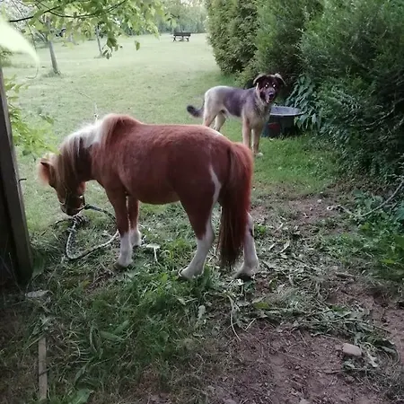Neuf 150 M2 Devant Un Grand Prive De 2 Hectares Poissonneux Au Milieu Des Bois *