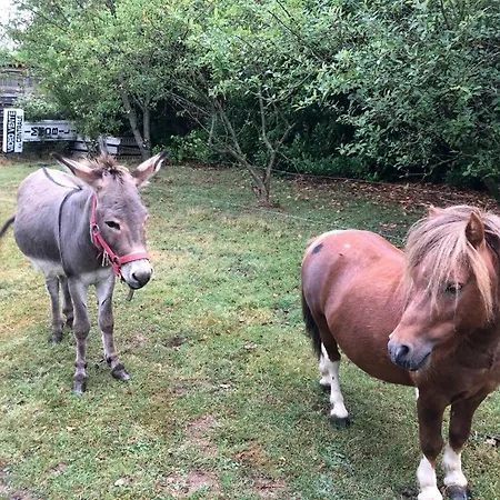 Neuf 150 M2 Devant Un Grand Prive De 2 Hectares Poissonneux Au Milieu Des Bois Vakantiehuis