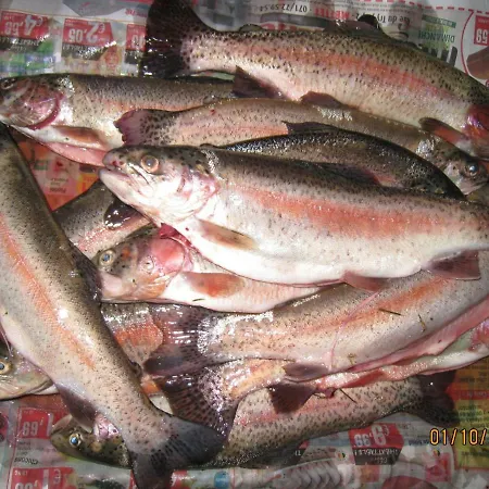 Prázdninový dům Neuf 150 M2 Devant Un Grand Prive De 2 Hectares Poissonneux Au Milieu Des Bois